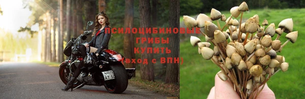ПСИЛОЦИБИНОВЫЕ ГРИБЫ Абдулино