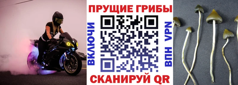 Галлюциногенные грибы Psilocybe  дарк нет Telegram  mega ссылка  Томилино  закладка 